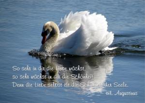 Augustinus-So-sehr-die-Liebe-waechst