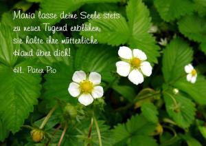 Pater-Pio-Maria-lasse-deine-Seele-stets