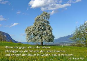 Pater-Pio-Wenn-wir-gegen-die-Liebe-fehlen